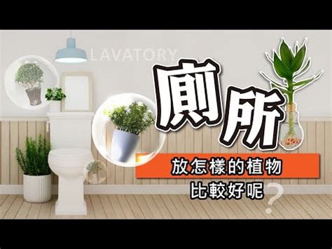 廁所養植物 漢字查詢